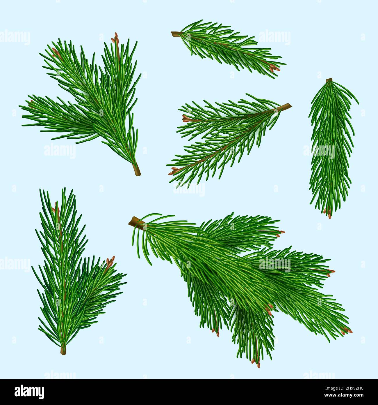 Weihnachtsbaum realistisch. Weihnachten Zweige grün Winter Pflanzen für Geschenke Spielzeug anständige Vektor realistische Illustrationen isoliert Stock Vektor