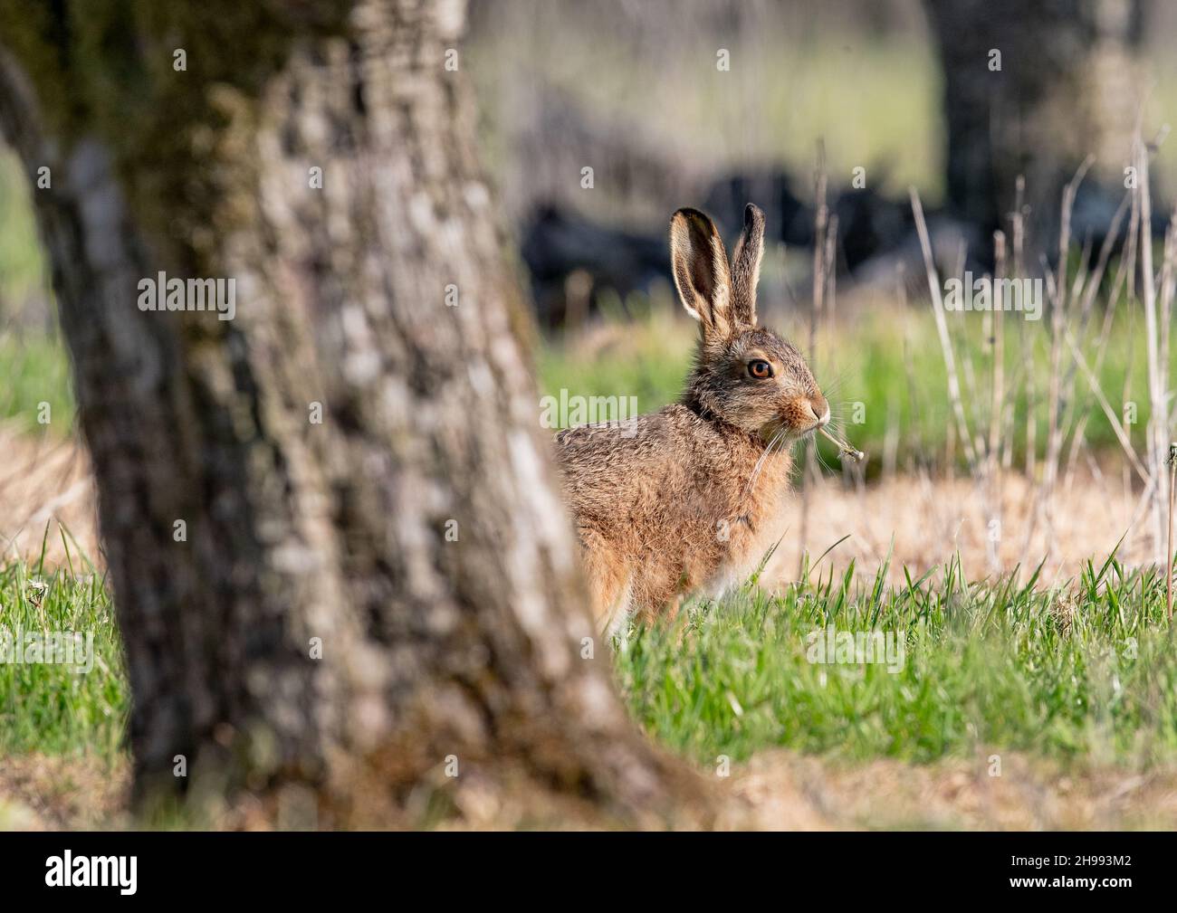 Ein frech brauner Hase Leveret hält hinter einem Apfelbaum in den Bauerngärten Ausschau. Er isst einen Dandelion .Suffolk UK Stockfoto