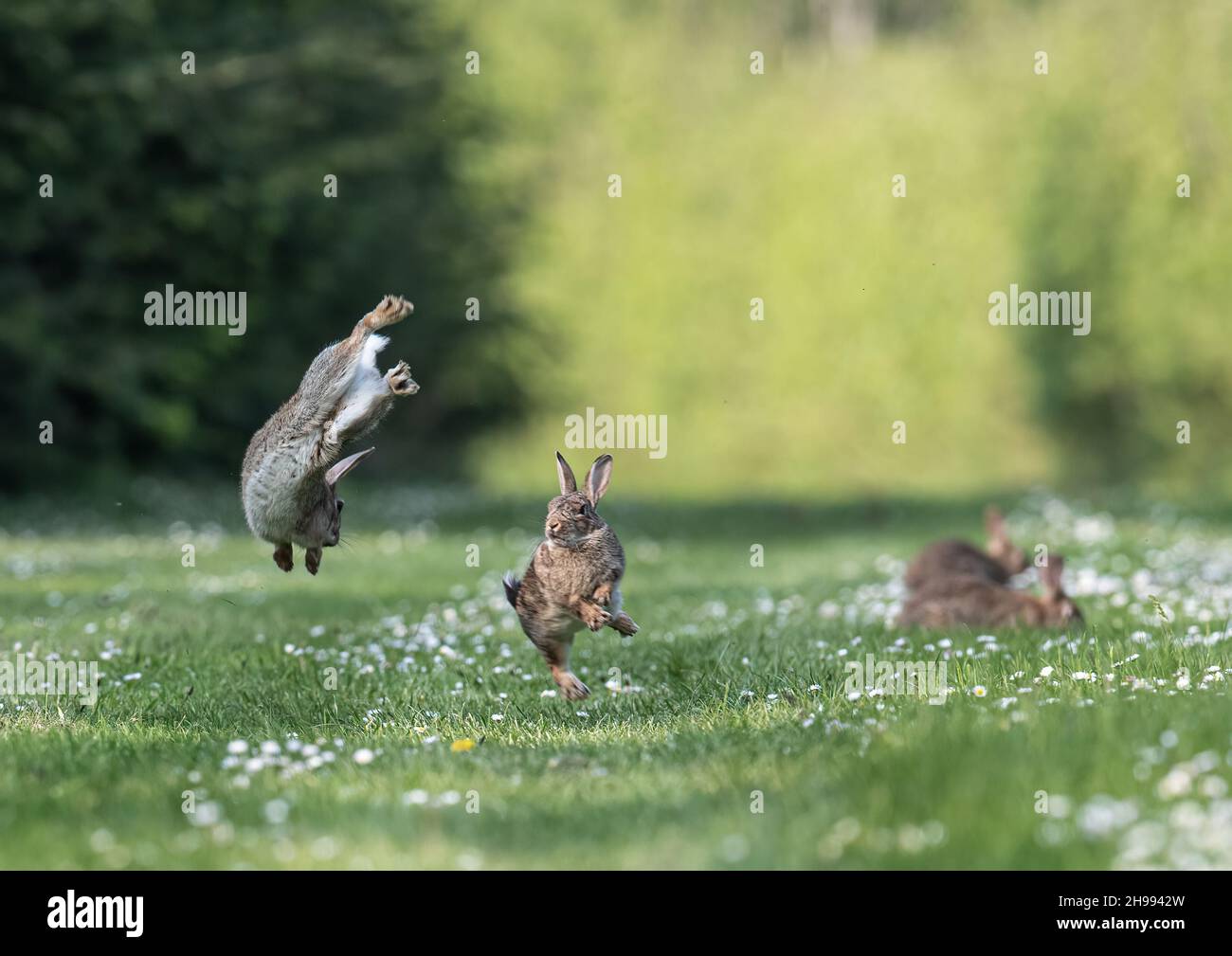 Vier Rabbits, die eine verrückte halbe Stunde lang Akrobatik auf den Grasrändern auf der Farm machen.Suffolk, Großbritannien Stockfoto