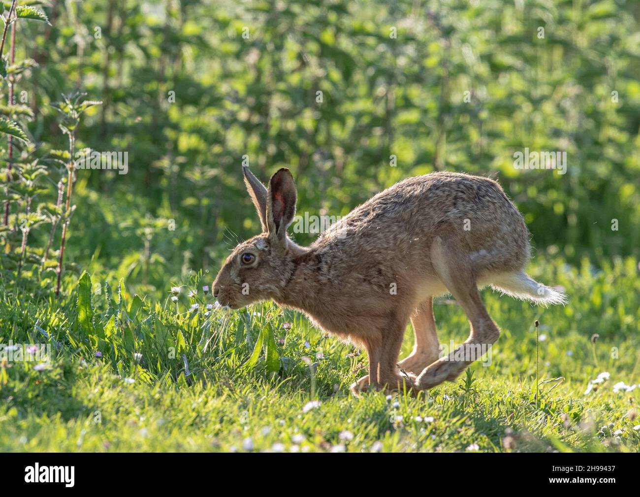 Ein großer, starker brauner Hase zeigt seine flexible Wirbelsäule, während er auf einem Farmgrasrand in Richtung der Brennnesseln läuft. Suffolk, Großbritannien Stockfoto