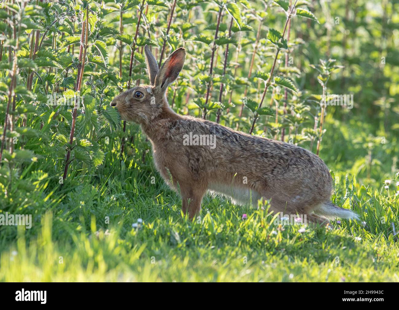 Ein großer, starker brauner Hase hält an, um die Brennnesseln auf einem Grasrand zu schnuppern. Suffolk, Großbritannien Stockfoto