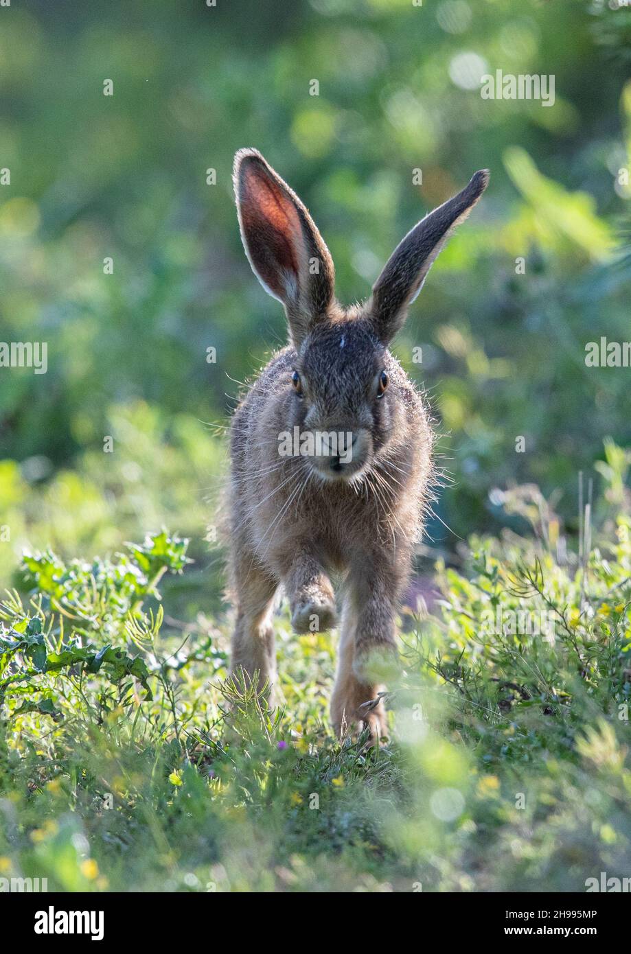 Bester Fuß nach vorne , ein brauner Hase Hebel läuft gerade in Richtung der Kamera durch den Bauern Grasrand . Suffolk, Großbritannien Stockfoto