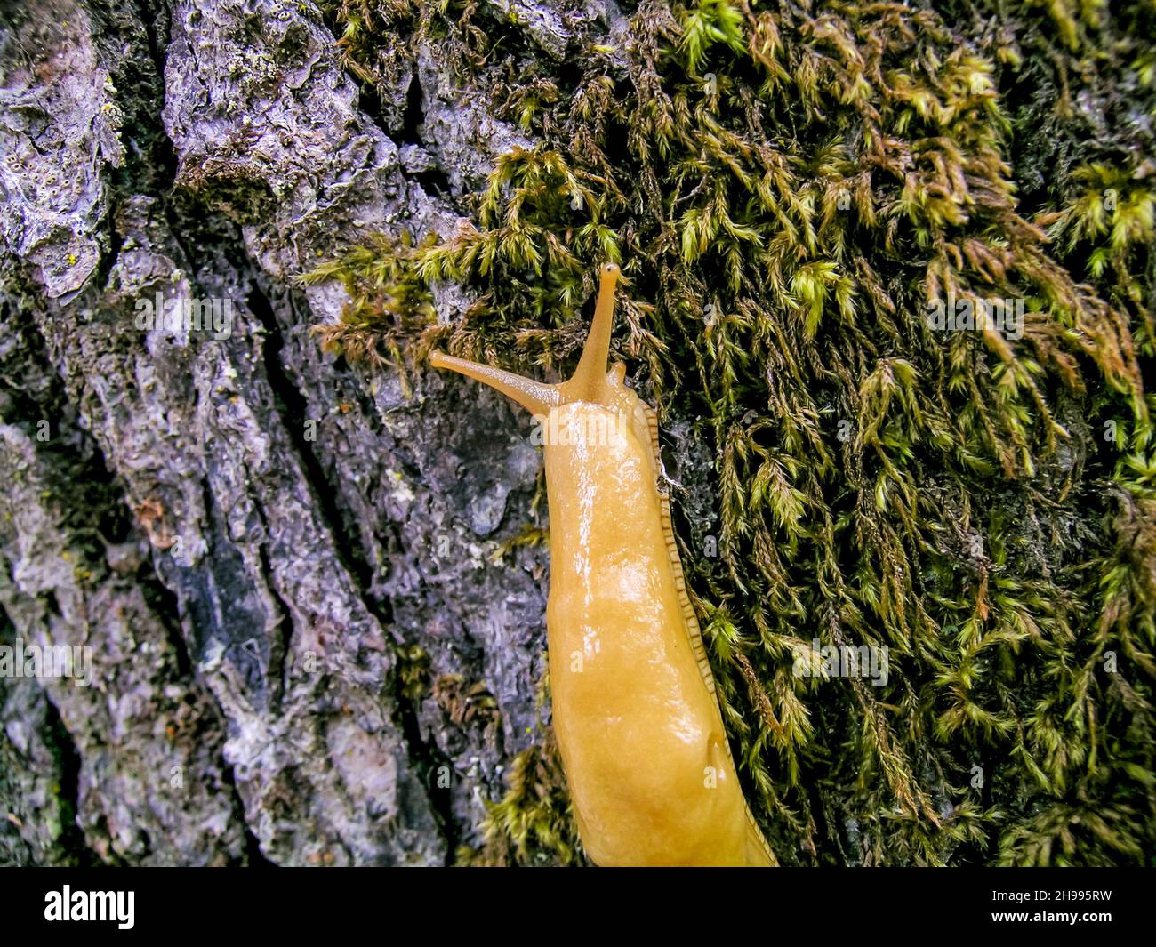 Bananenschnecke - nordamerikanische Erdschnecke, die die Gattung Ariolimax umfasst. Ariolimax dolichophallus. Stockfoto