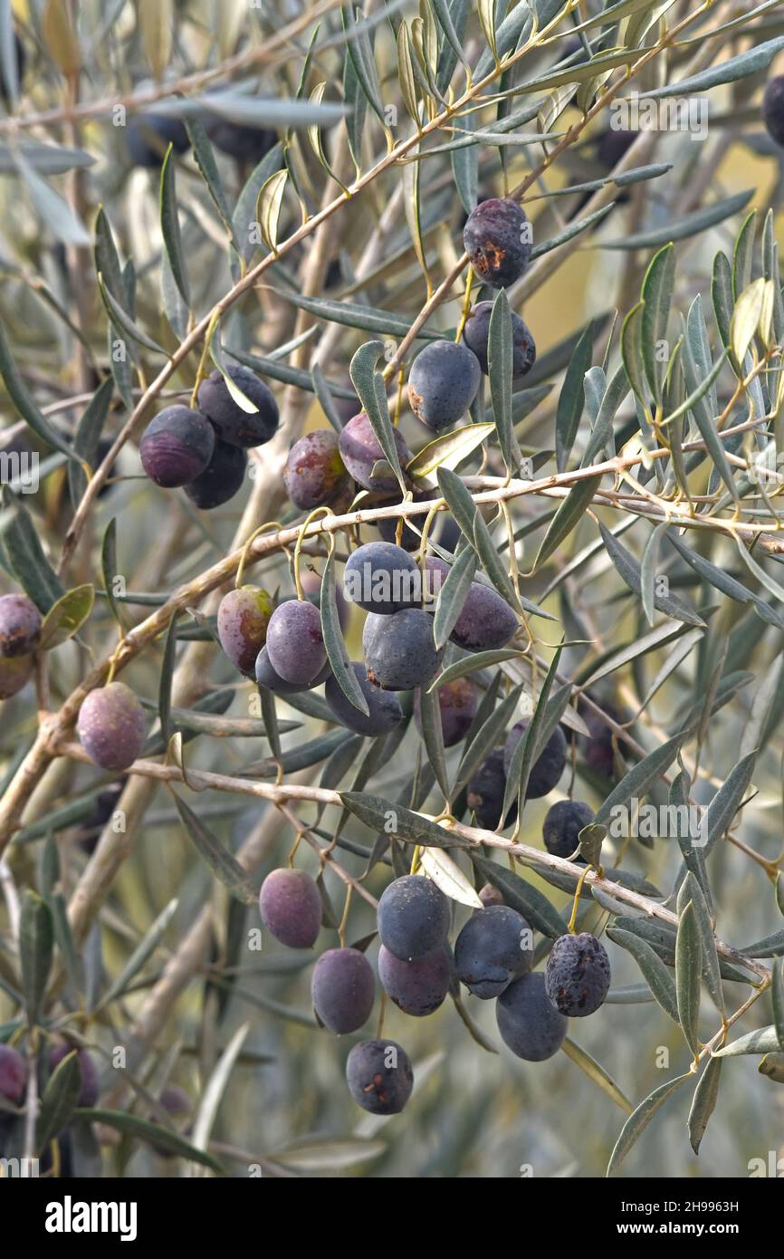 Schwarzer olivenbaum -Fotos und -Bildmaterial in hoher Auflsung  Alamy