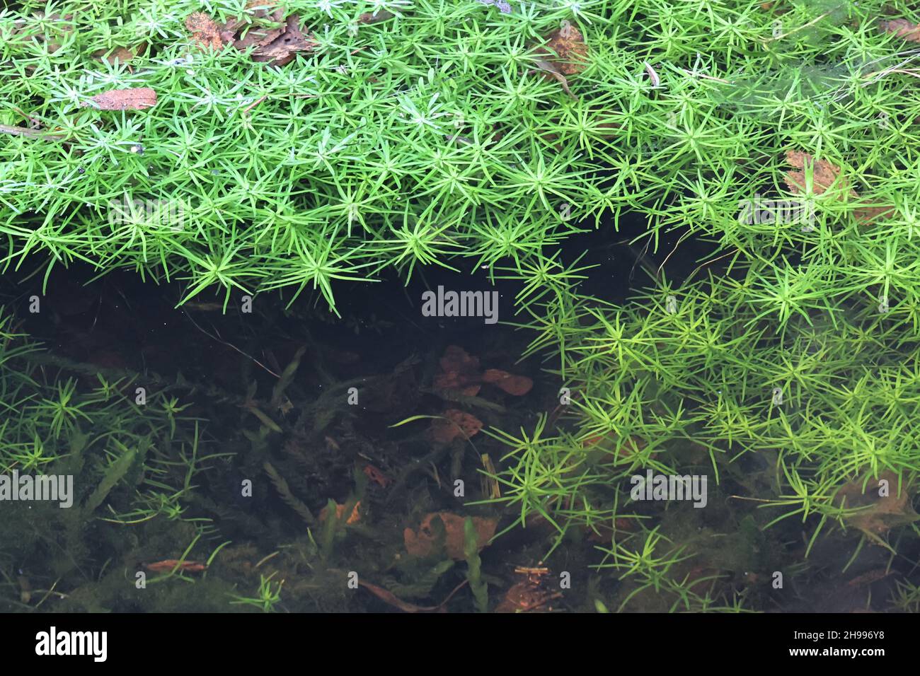 Callitriche cophocarpa, allgemein bekannt als Wassersternkraut, wilde Wasserpflanze aus Finnland Stockfoto