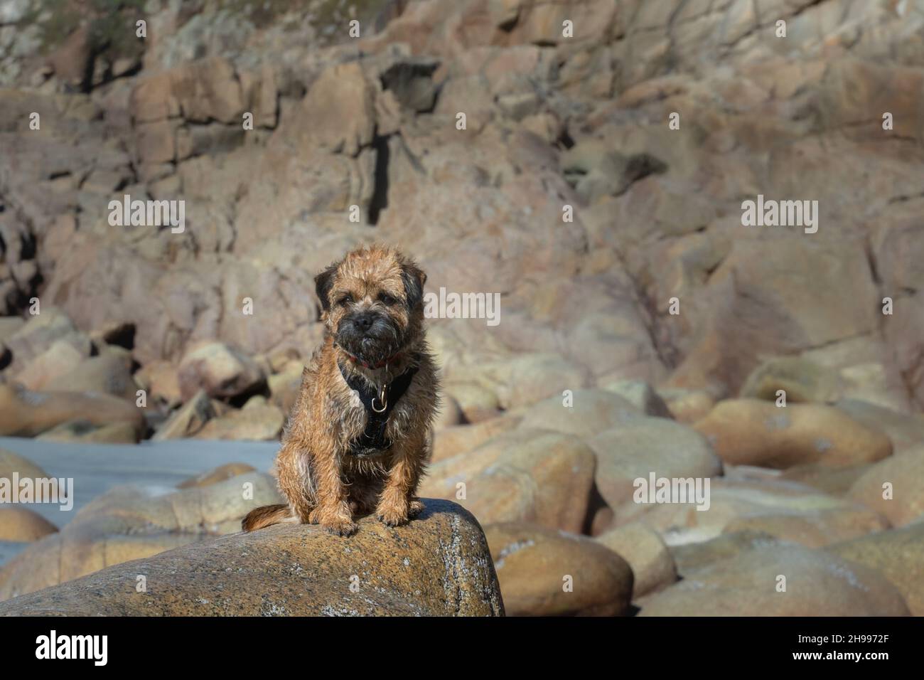 Ein Border Terrier Hund, der an einem sonnigen Tag auf den Felsen von Porth Nanven sitzt. Stockfoto