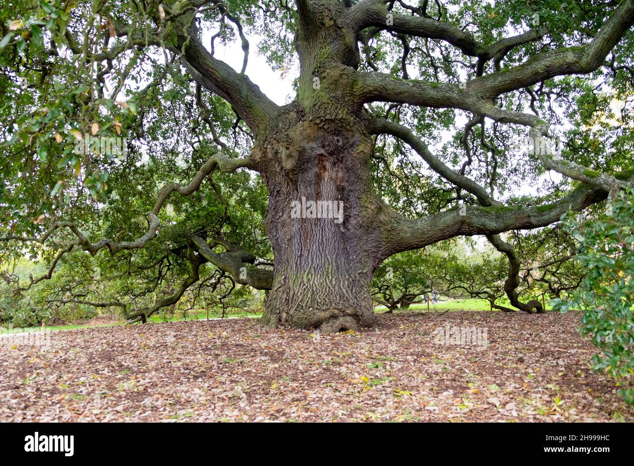 Große Lucombe Eiche Quercus x hispanica 'Lucombeana' Spanische Eiche Türkei Eiche gepflanzt im Jahr 1773 wächst im Herbst Kew Gardens, London UK KATHY DEWITT Stockfoto