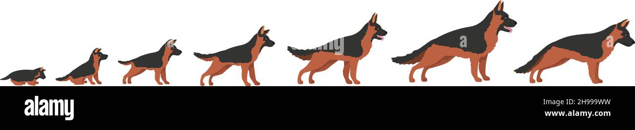 Hundewachstum. Stadium Progression wachsende Hunde, Lebenszyklus von Welpen zu Erwachsenen, aufwachsen, kleines Tier, Hund Baby, setzen anständige Cartoon-Vektor-Illustration. Welpen und Hund wachsen Progression Stock Vektor