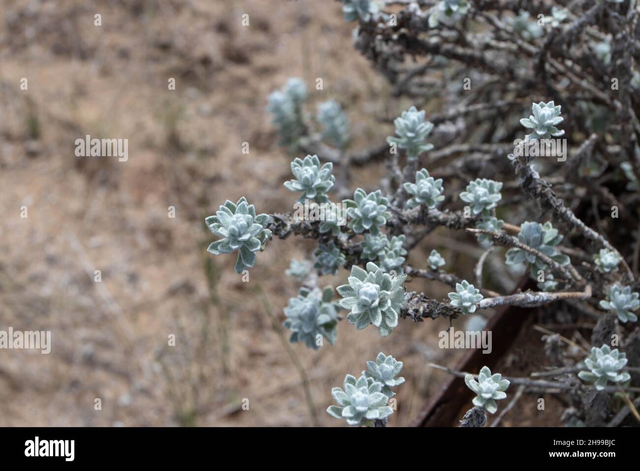 Dekorative Pflanze mit kleinen blauen flauschigen Blättern. Alyssum obtusifolium. Stockfoto