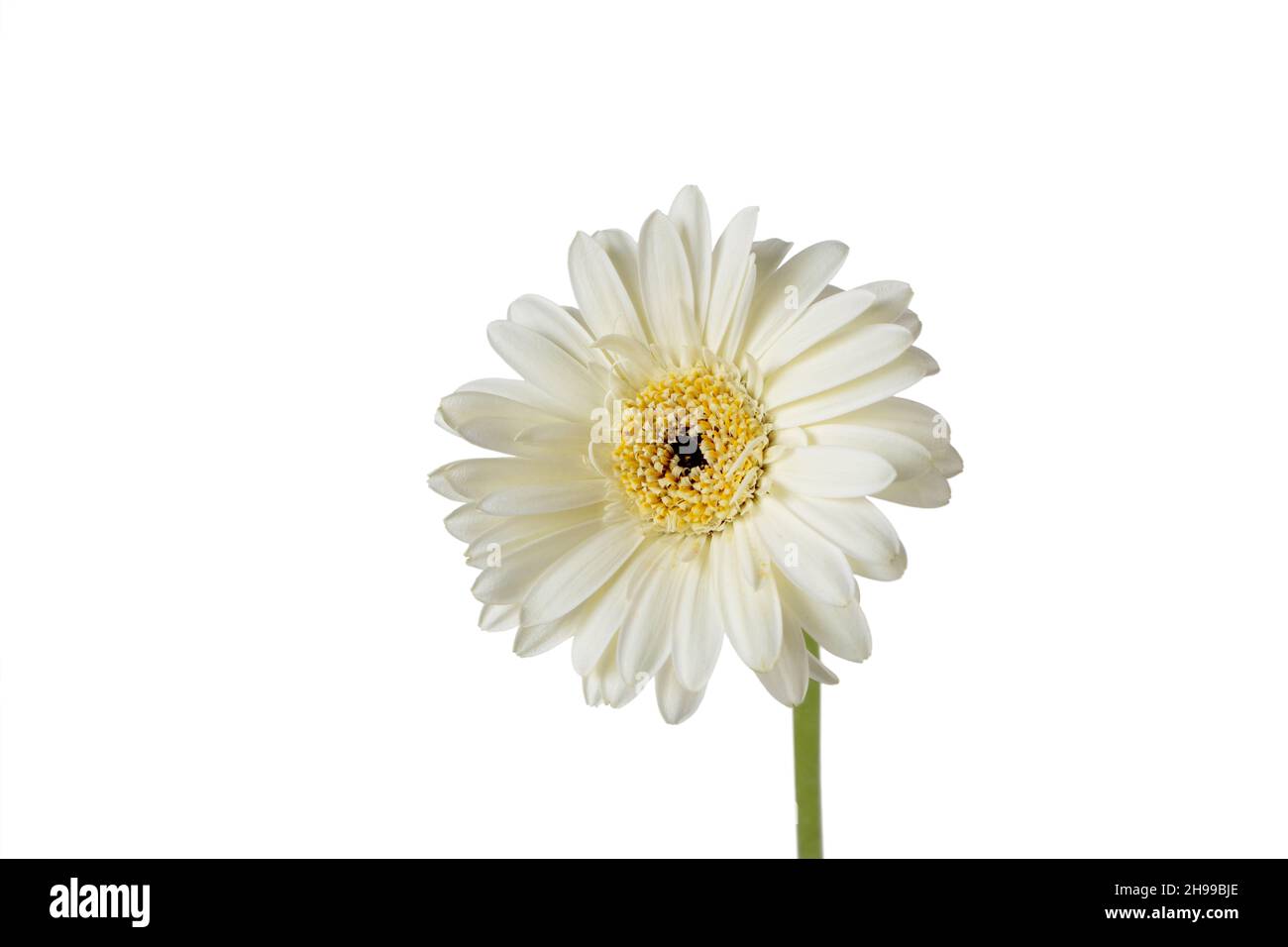 Gerbera Blütenkopf mit leuchtend gelbem Zentrum isoliert auf weiß Stockfoto