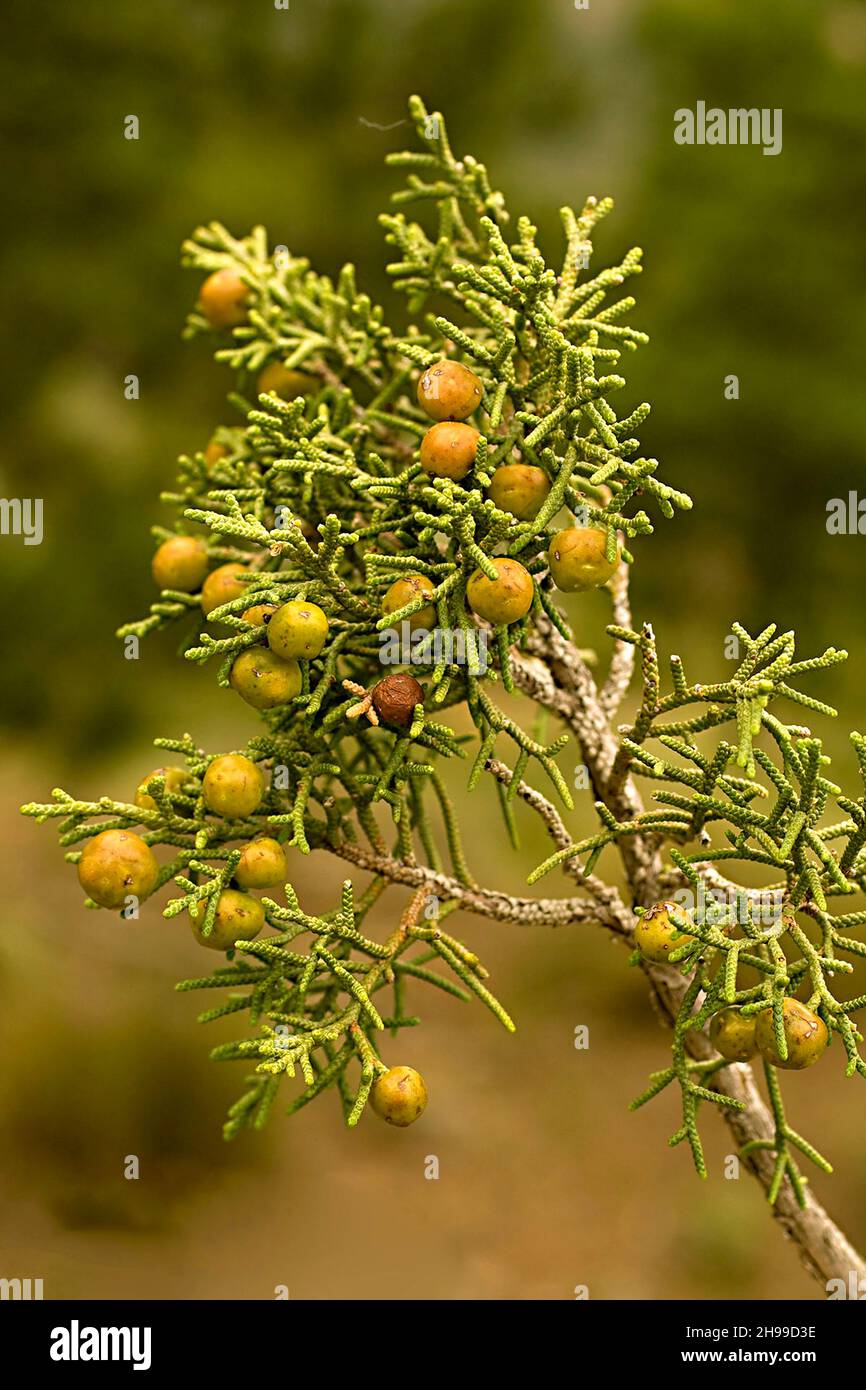 Juniperus phoenicea ist eine Nadelart, die im Mittelmeerraum lebt. Stockfoto