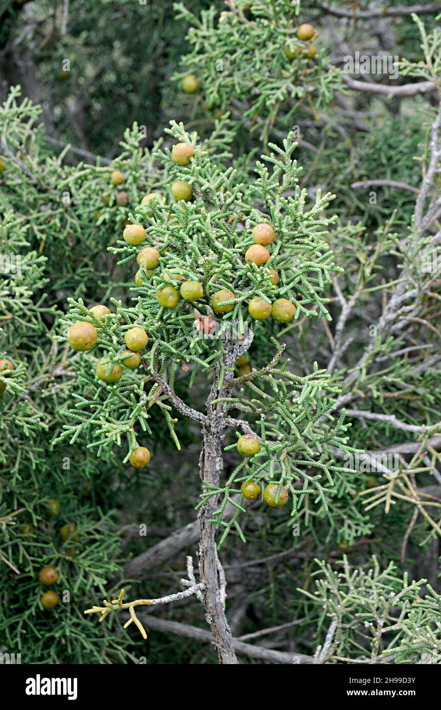 Juniperus phoenicea ist eine Nadelart, die im Mittelmeerraum lebt. Stockfoto