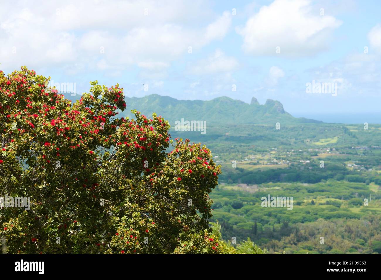 Ohia Lehua Baum in der Nähe von Sleeping Giant auf Kauai mit King Kong Berg im Hintergrund Stockfoto