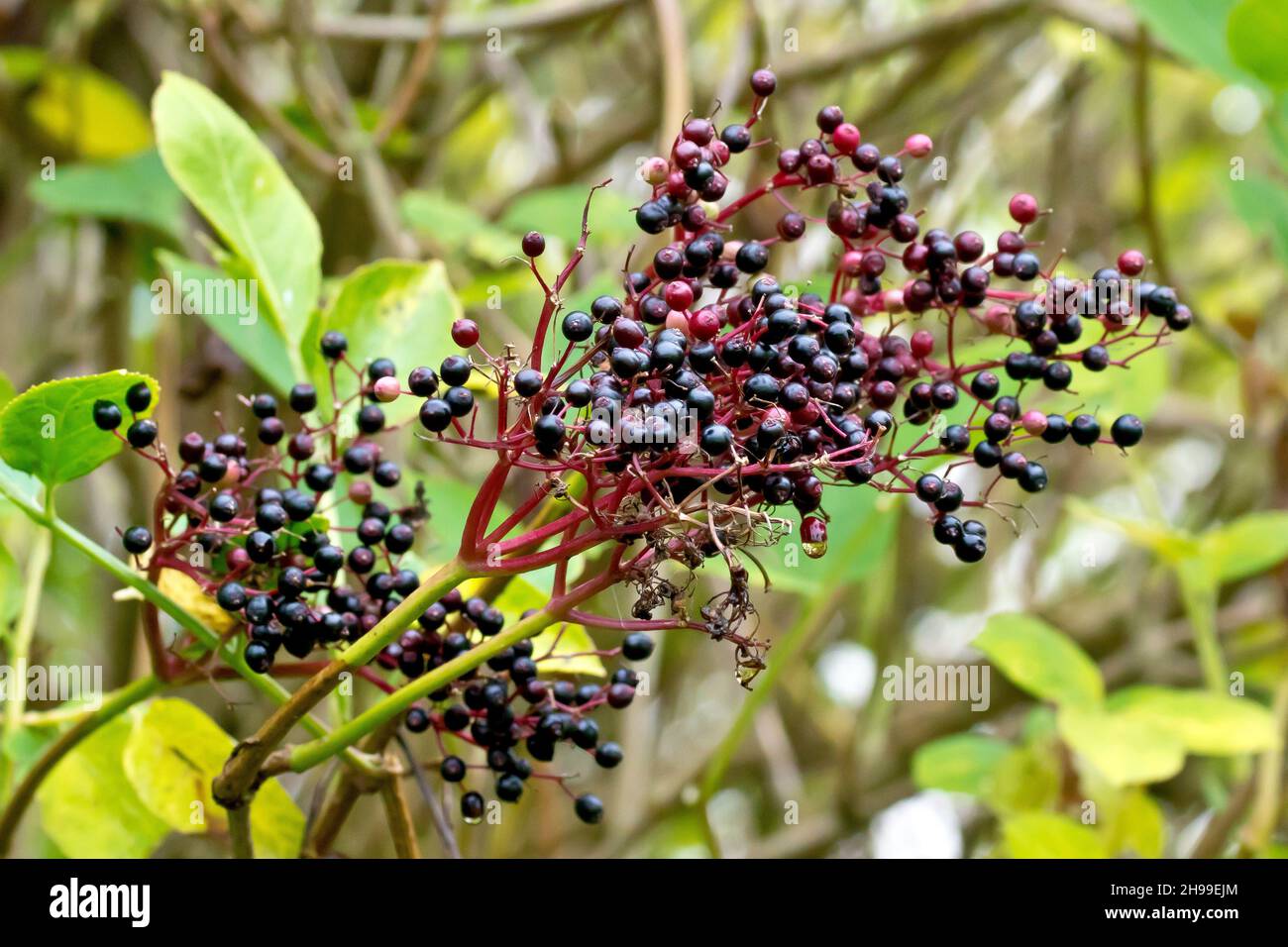 Holunder, Holunderblüte oder Holunderbeere (sambucus nigra), Nahaufnahme der schwarzen Früchte oder Beeren, die im Frühherbst auf dem Strauch erscheinen. Stockfoto