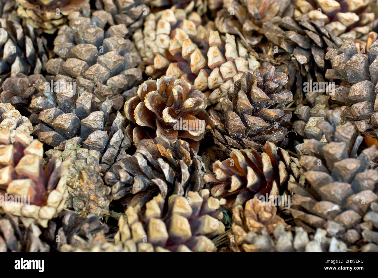 Schottenkiefer (pinus sylvestris), Nahaufnahme einer Vielzahl alter Kiefernkegel, die sich unter einem Baum auf dem Boden befinden. Stockfoto