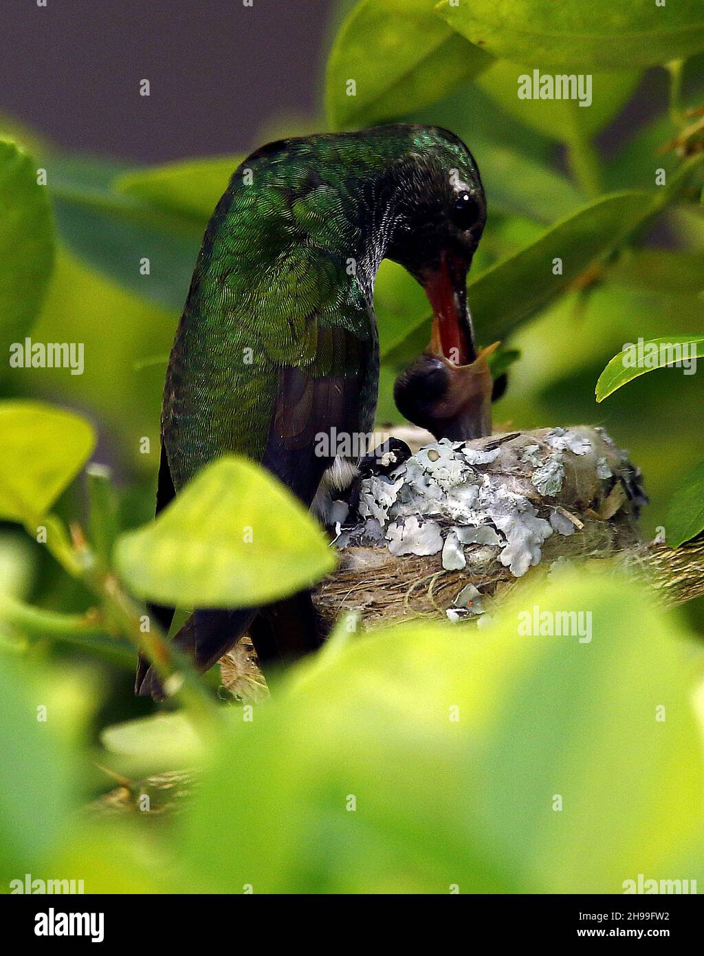 Valencia, Carabobo, Venezuela. 5th Dez 2021. 05. Dezember 2021. Ein Colibri-Vogel füttert seine Küken im Nest. Foto: Juan Carlos Hernandez (Bild: © Juan Carlos Hernandez/ZUMA Press Wire) Stockfoto