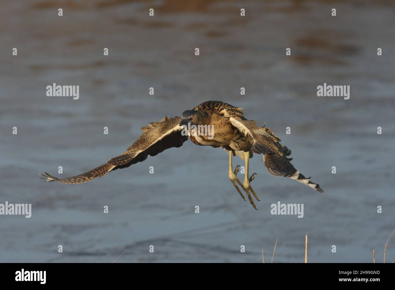 Ein kleinerer Reiher, der sehr geheimnisvoll ist und lange Zeit durch die Rückbetten skulbiert. Kann häufiger im Flug gesehen werden, wenn junge Menschen gefüttert werden. Stockfoto