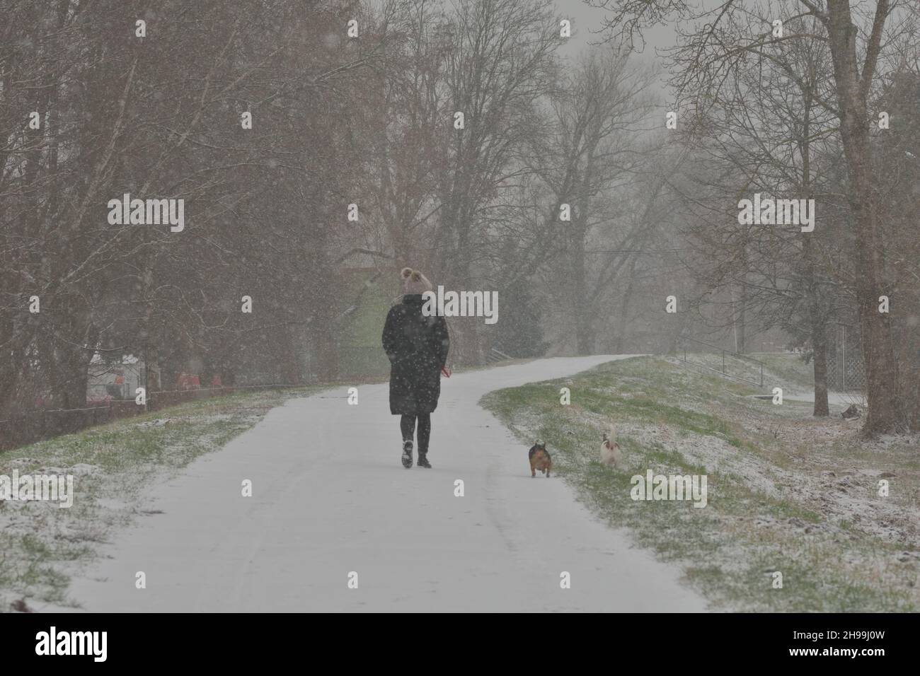 Eine Frau in einer Mütze mit Ohren geht an einem Wintertag bei Schneefall mit ihrem Hund. Winter. Stockfoto