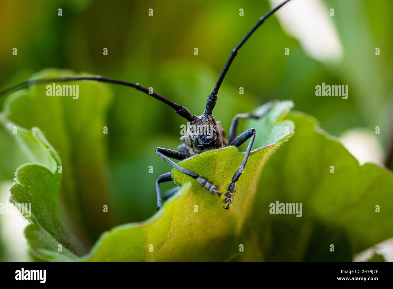 Nahaufnahme eines schwarzen Longhorn-Käfers, der auf einem grünen Blatt sitzt Stockfoto