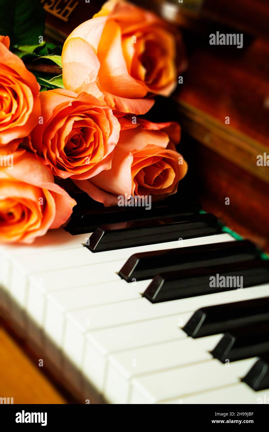 Bouquet von rosa Rosen auf der Klaviertastatur, romantische Atmosphäre. Ein Geschenk von Fans Stockfoto