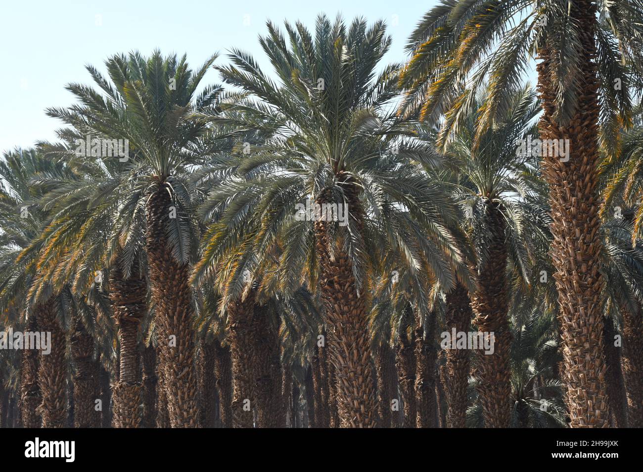 Palmengarten in der Nähe des Toten Meeres, Israel Stockfoto