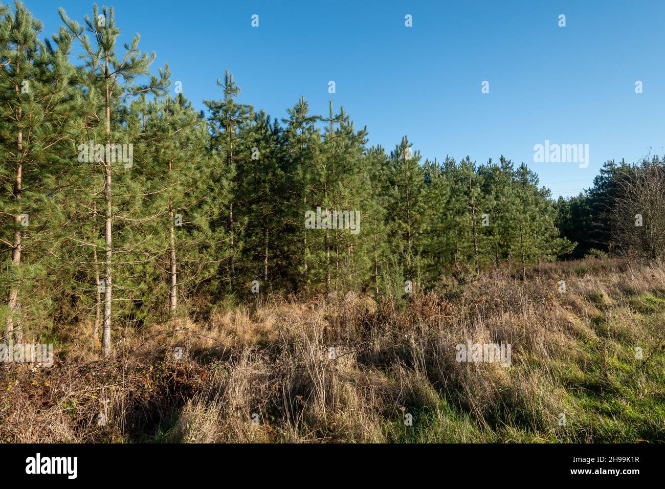 Blick auf die Bramshill Plantation, ein Waldgebiet in England an der Grenze zu Hampshire, England, Großbritannien, an einem sonnigen Tag Anfang Dezember Stockfoto