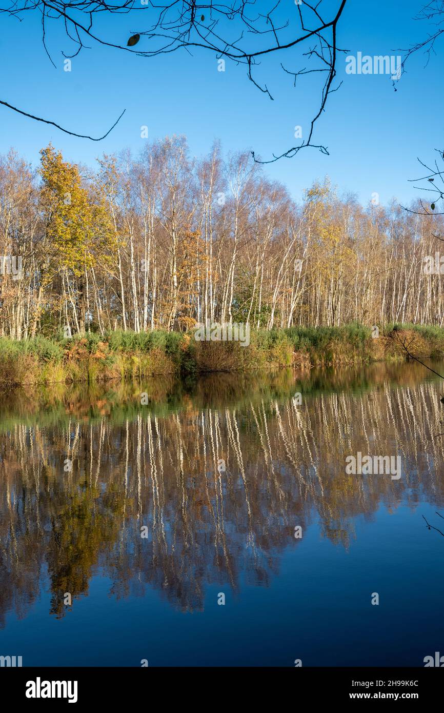 Blick auf einen Teich in der Bramshill Plantation, einem Waldgebiet in England an der Grenze zu Hampshire, England, Großbritannien, an einem sonnigen Tag Anfang Dezember Stockfoto