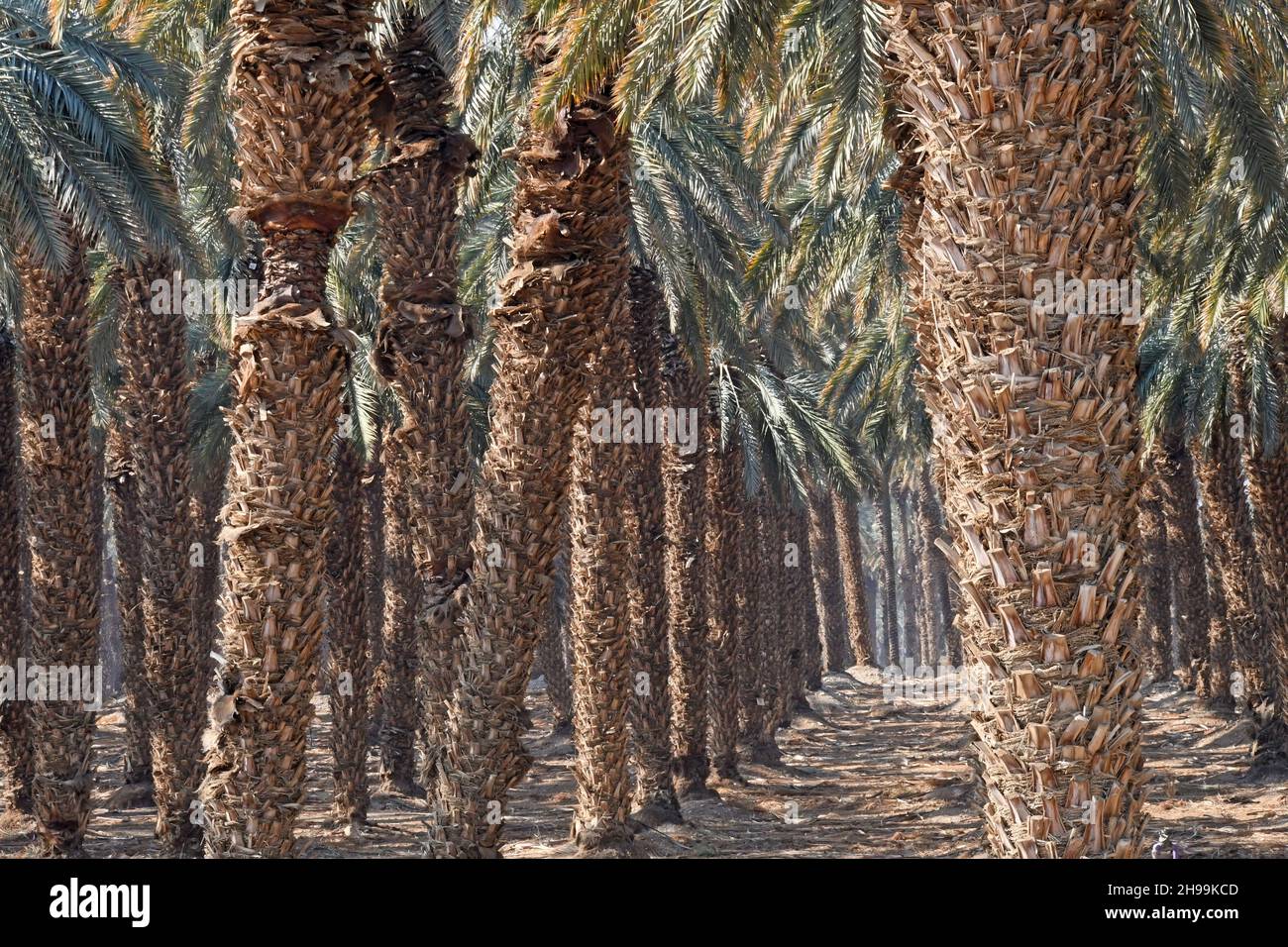 Palmengarten in der Nähe des Toten Meeres, Israel Stockfoto