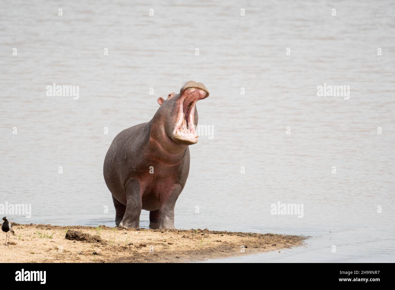 Hippopotamus mit offenem Mund am Rande eines Sees im Sabi Sands Game Reserve in Südafrika Stockfoto