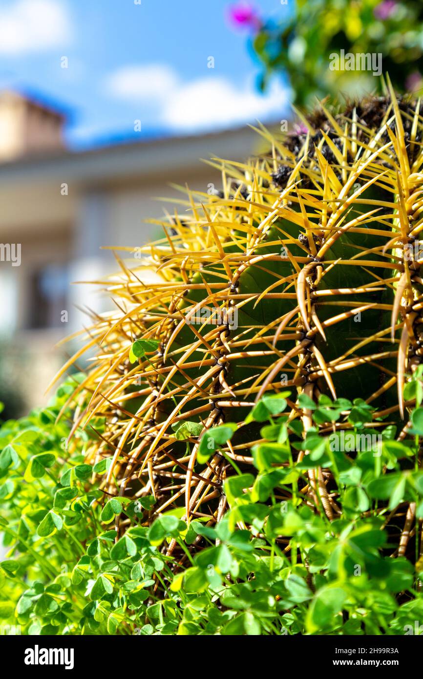 Nahaufnahme von langen gebogenen Spitzen des Golden Barrel Cactus, La Bonanova Vorort von Plama, Mallorca, Spanien Stockfoto