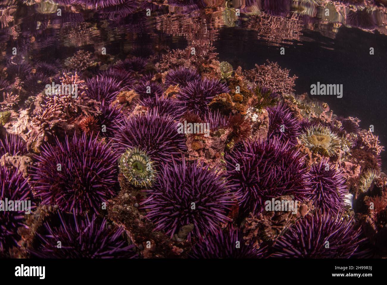 Große Ansammlungen von pazifischen Purpurseeigeln (Strongylocentrotus puratus) in Küstentidepools im Fitzgerald-Meeresschutzgebiet in Kalifornien. Stockfoto