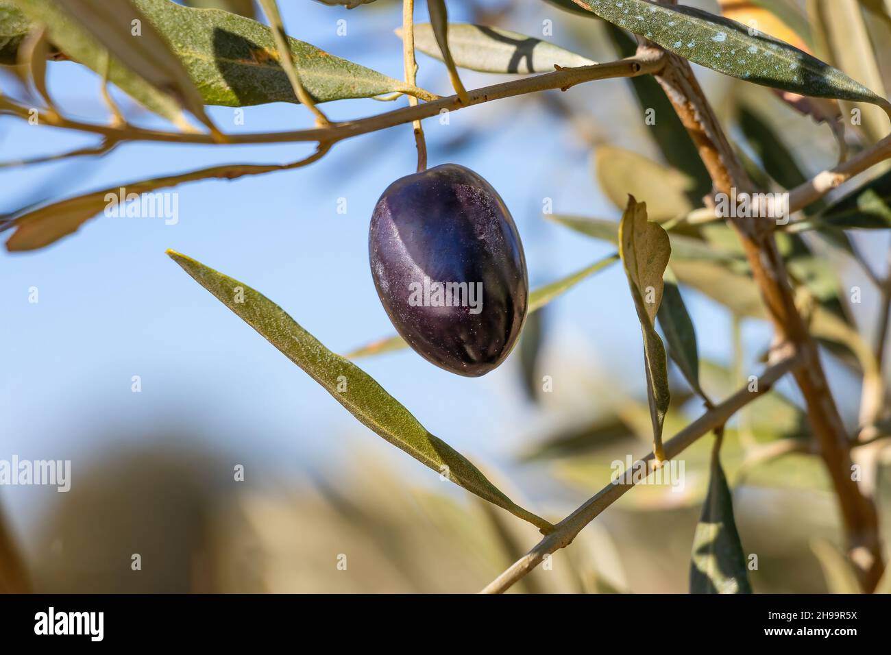 Schwarzer Olivenbaum, der am Ast eines Olivenbaums hängt Stockfoto