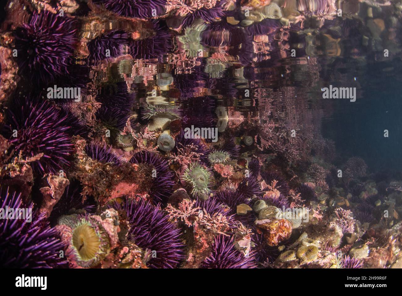 Große Ansammlungen von pazifischen Purpurseeigeln (Strongylocentrotus puratus) in Küstentidepools im Fitzgerald-Meeresschutzgebiet in Kalifornien. Stockfoto