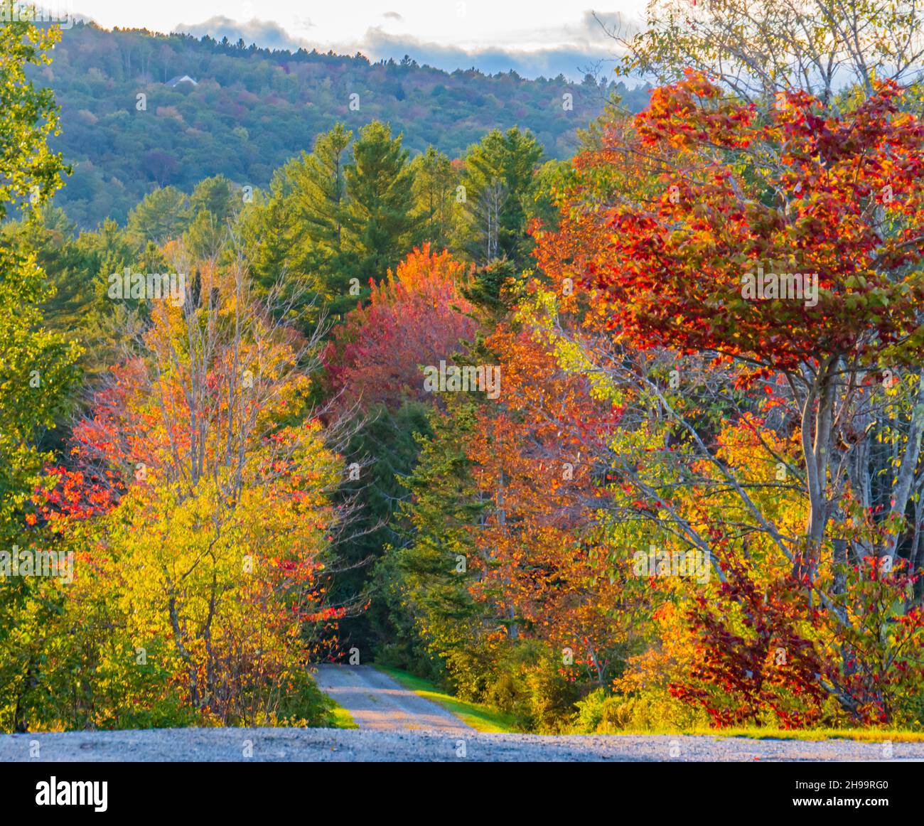 Die Landstraße führt in den Wald mit herbstlichen Laubfarben Stockfoto