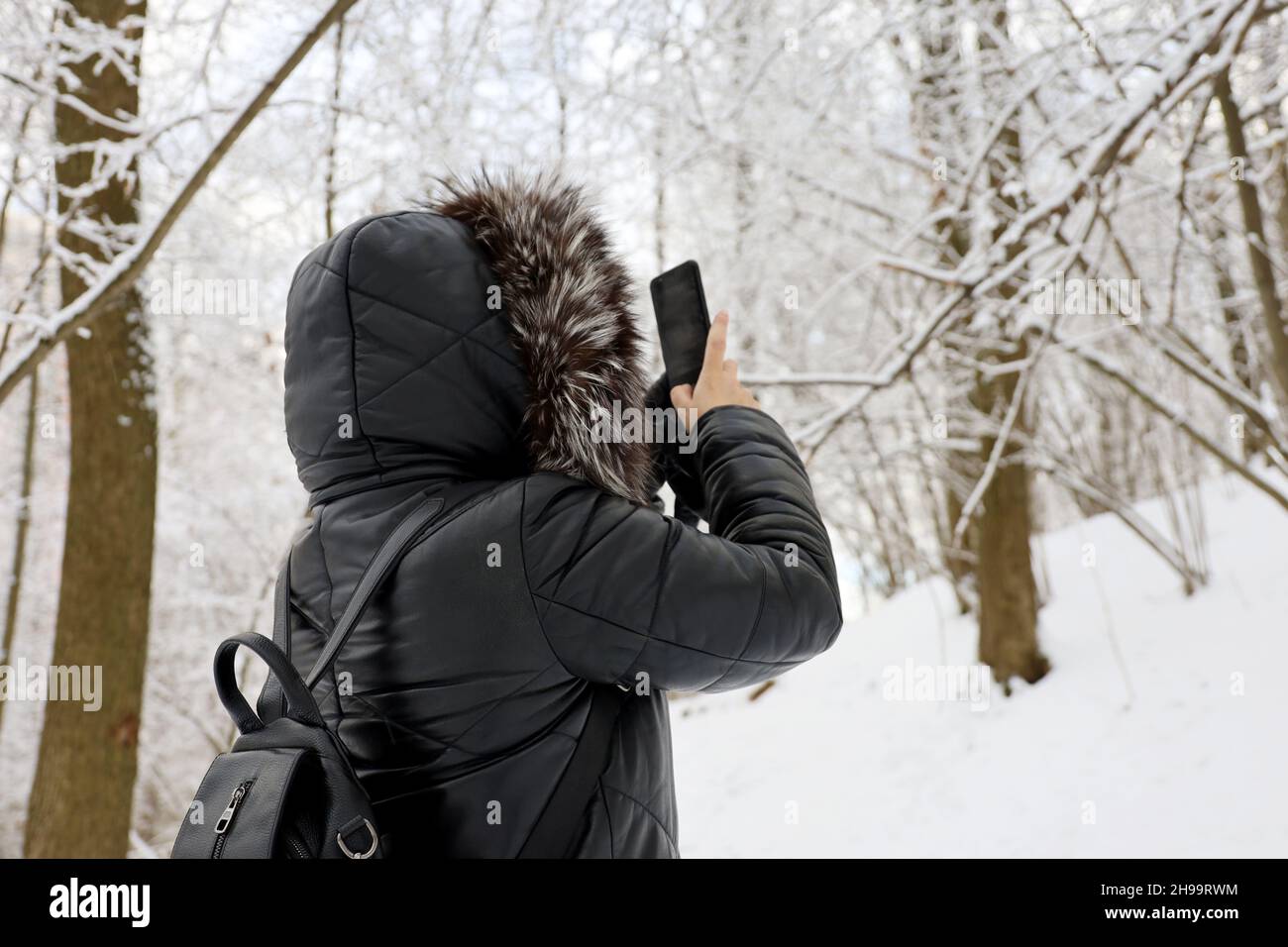 Frau im schwarzen Mantel mit Pelzhaube, die auf einem Smartphone im Winterwald Bilder von der Natur des Schnees fotografiert. Bäume nach Schneefall, Freizeit bei kaltem Wetter Stockfoto