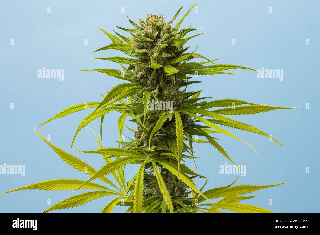 Eine Nahaufnahme Knospe Marihuana Karamell auf blauem Hintergrund mit Platz für Text Stockfoto