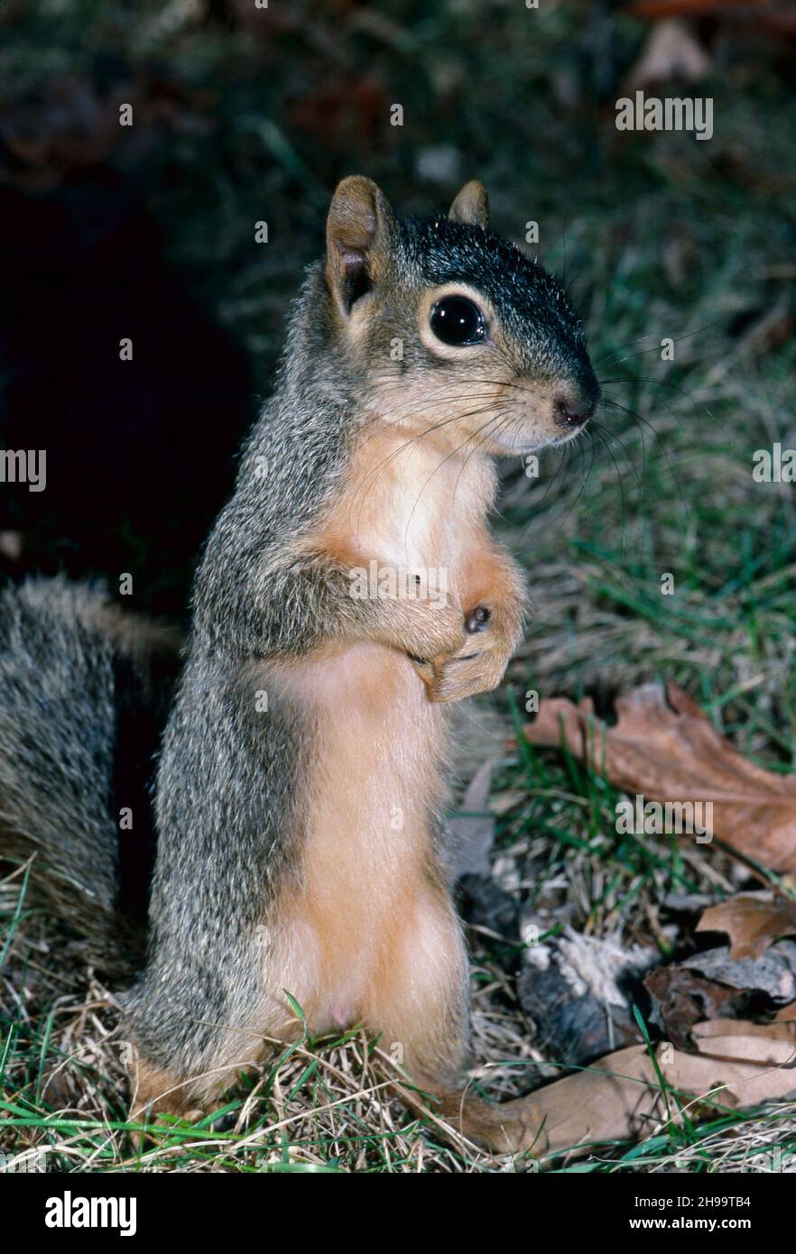 Junges Ostgraues Eichhörnchen, das im Abendsommerrasen steht und Nahrung hält, Missouri, USA Stockfoto
