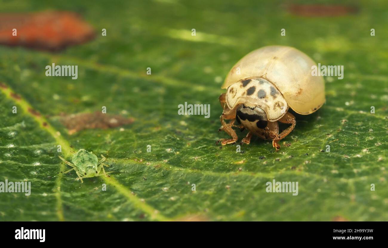 Frisch aufgetauchte Marienkäfer (Adalia decempunctata) mit 10 Flecken, die eine Blattlaus auf Birkenblättern anschielt. Tipperary, Irland Stockfoto