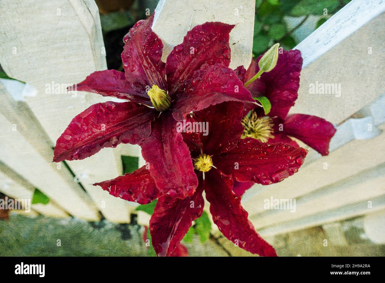 Blume im Garten. Mehrfarbige Texturmalerei Stockfoto