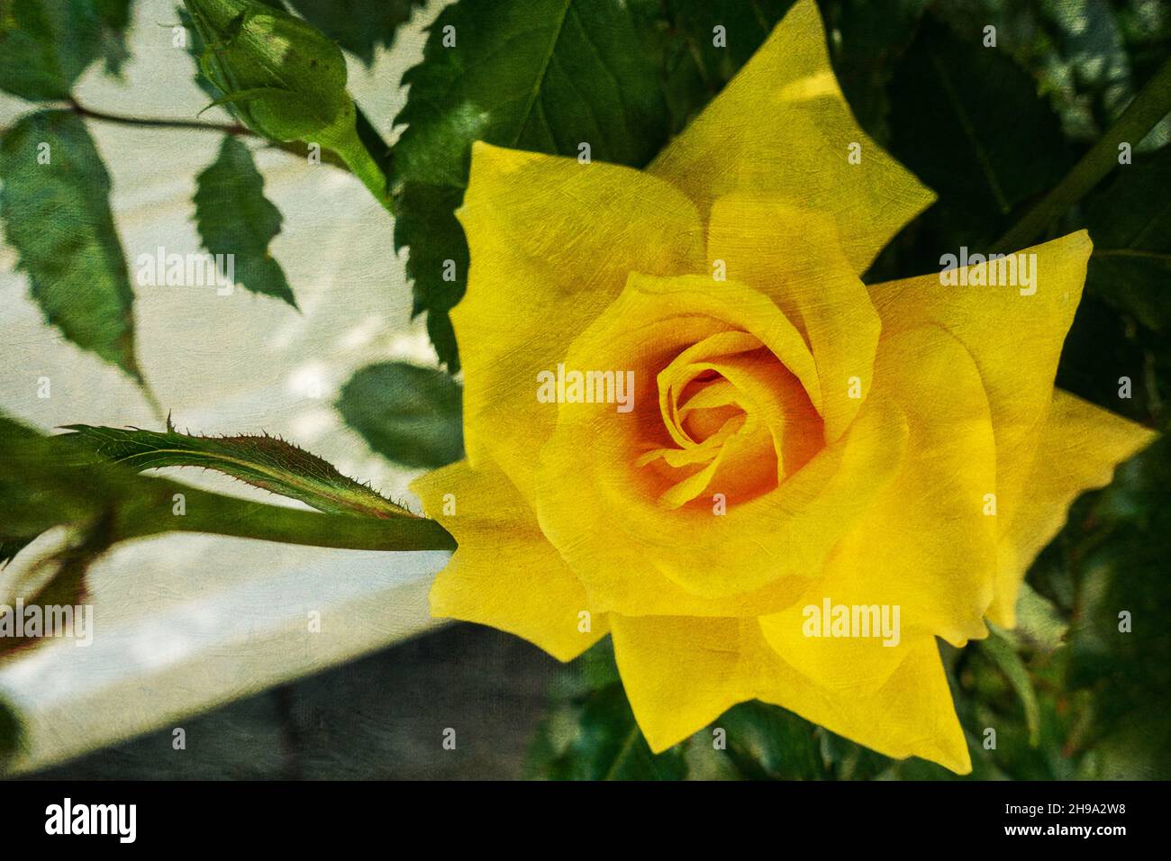 Blume im Garten. Mehrfarbige Texturmalerei Stockfoto