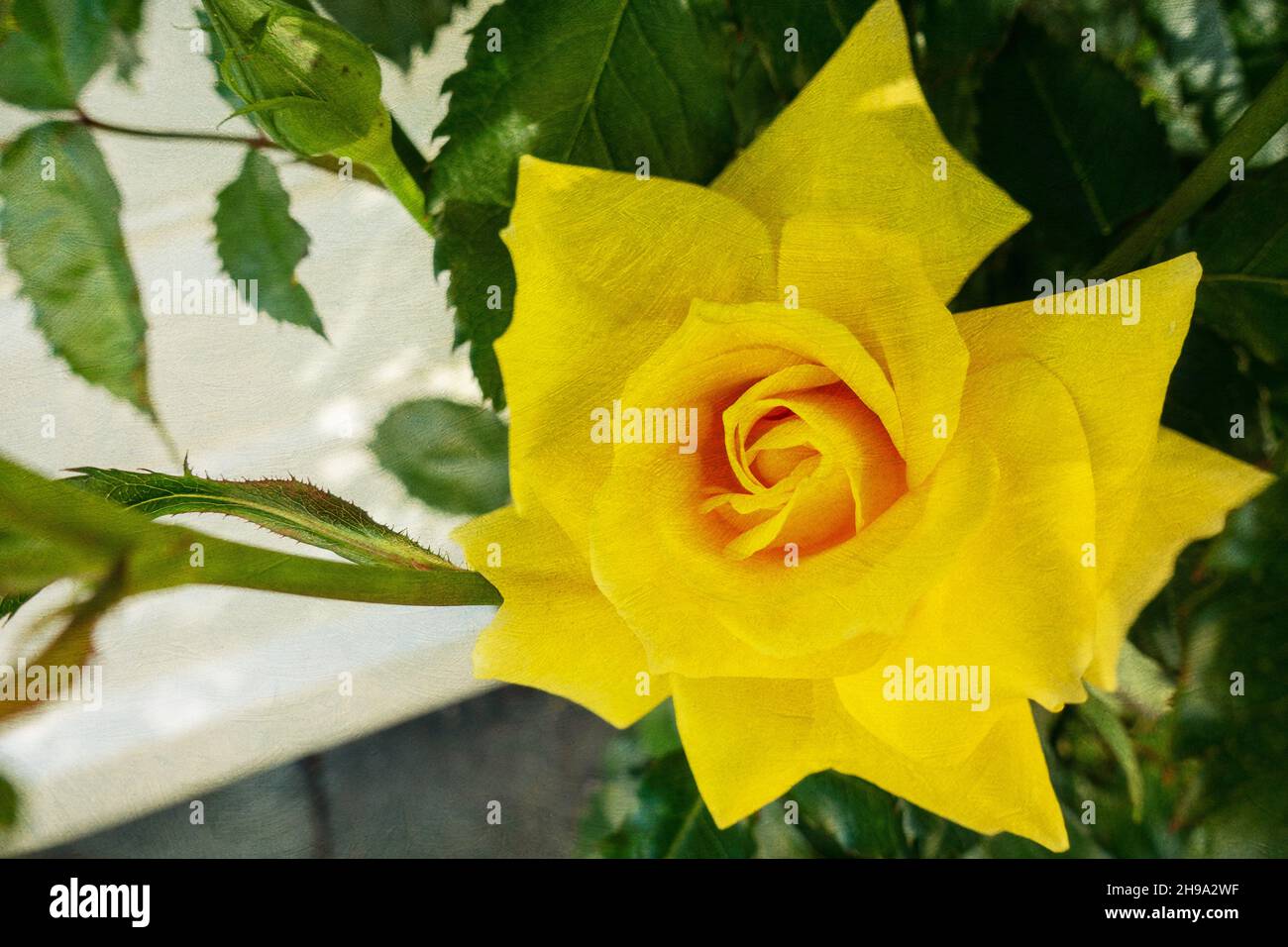 Blume im Garten. Mehrfarbige Texturmalerei Stockfoto