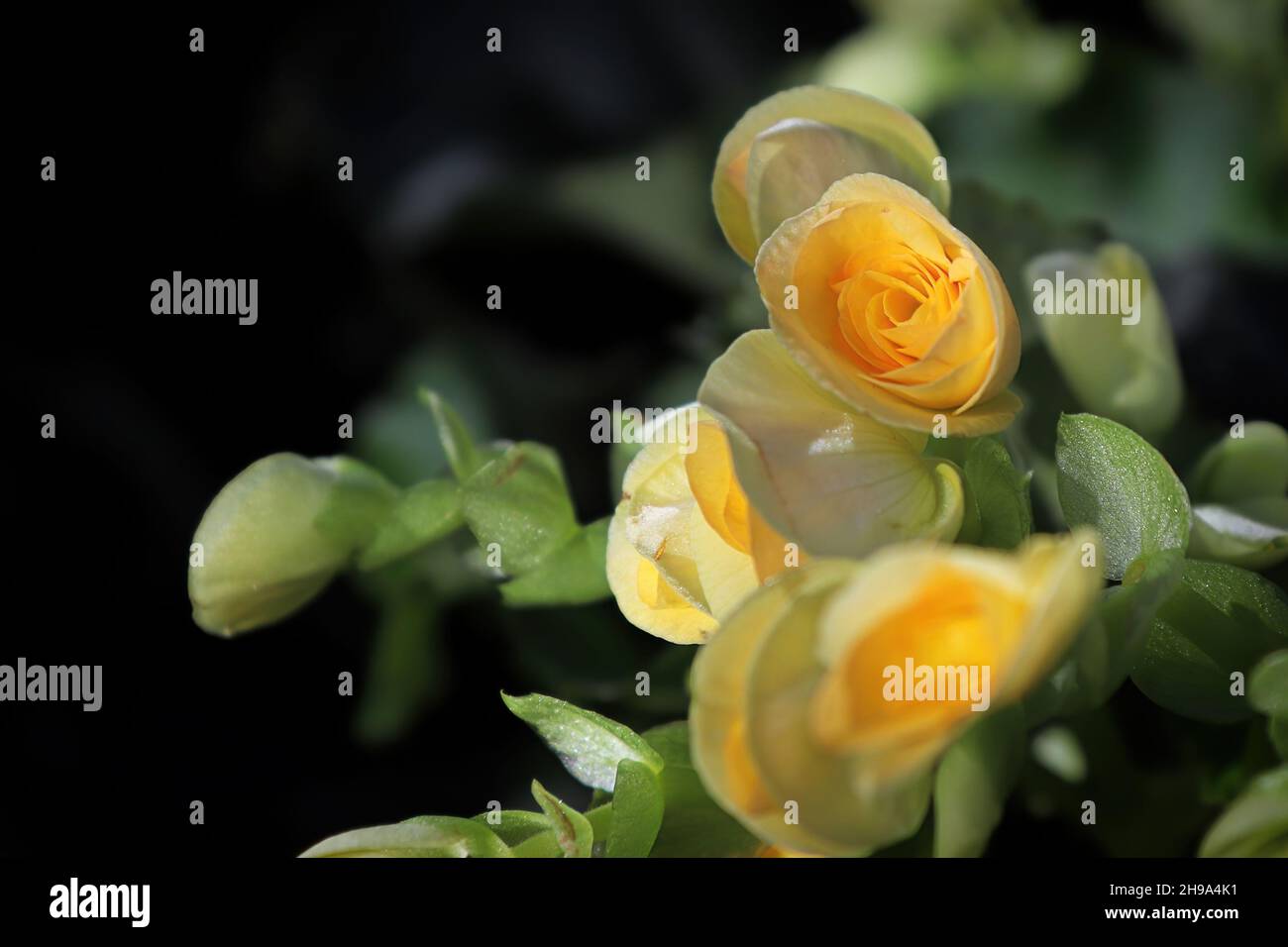 Nahaufnahme von gelben Begonia-Blüten in voller Blüte Stockfoto