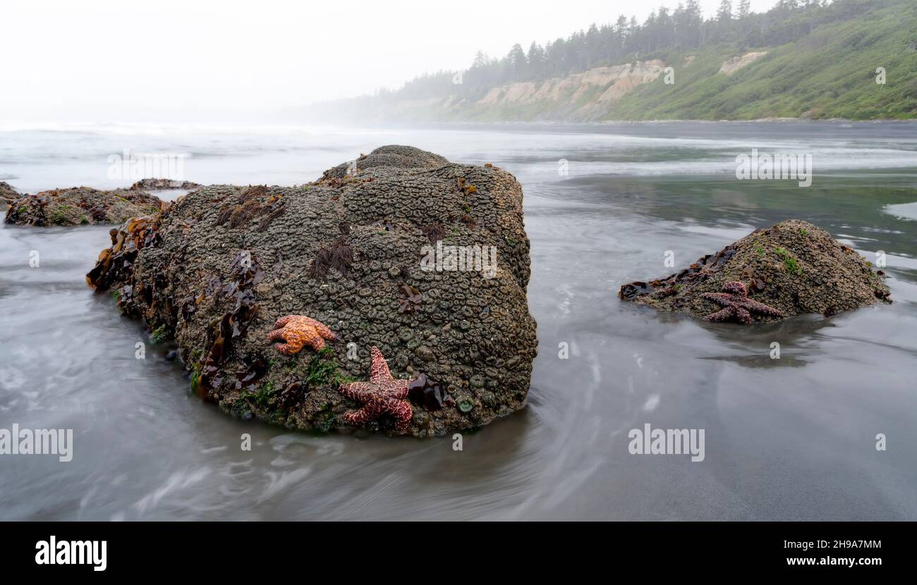 Seesterne am Ruby Beach während Low Tide, Olympic National Park, Washington State, USA Stockfoto