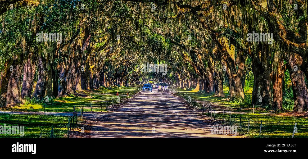 Autos auf der Straße durch Wormsloe Stockfoto