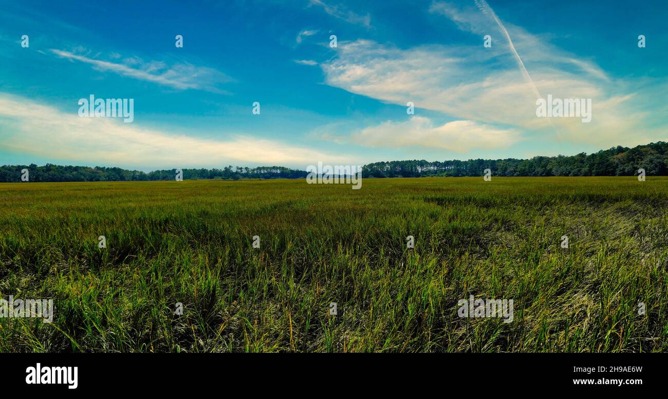 Grünes Gras im Feuchtgebiet Stockfoto