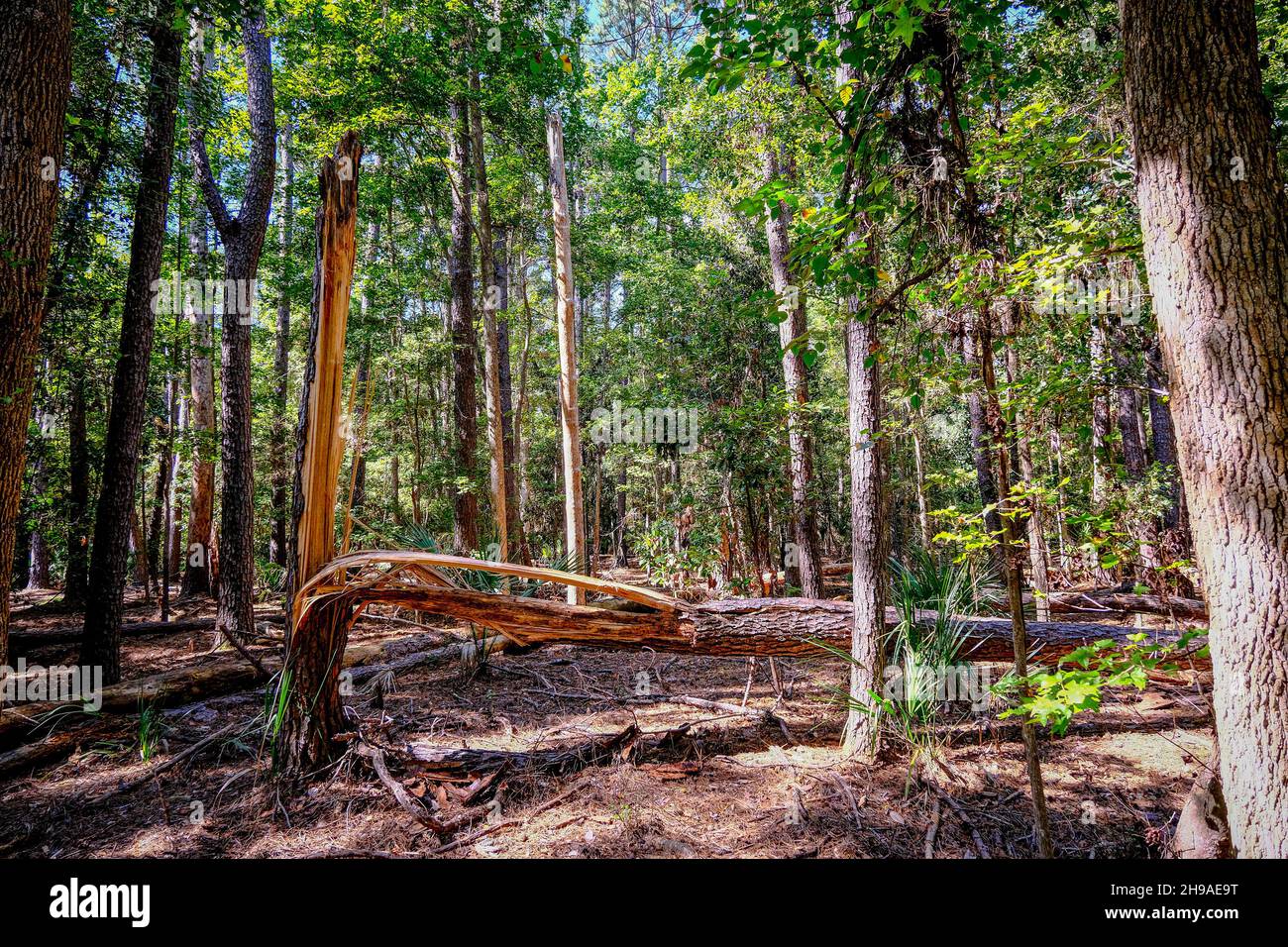 Sturmschaden im Wald Stockfoto