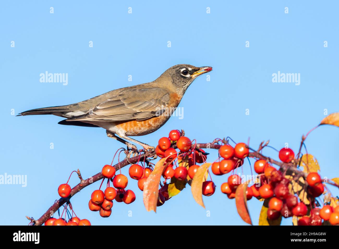 Amerikanischer Rotkehlchen (Turdus migratorius) beim Krabbenanbau, Spätherbst, Ost-Nordamerika, von Dominique Braud/Dembinsky Photo Assoc Stockfoto