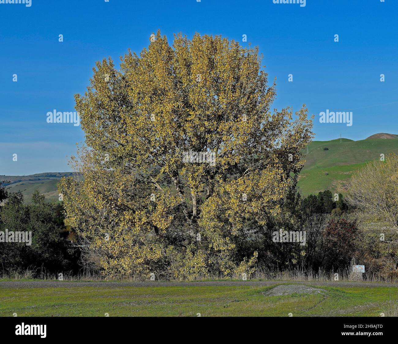 Baum, Bäume, Pflanze, Quarry Lakes Regionalpark, Park, East Bay Hills, Hills, Fremont, Kalifornien, USA, USA Stockfoto