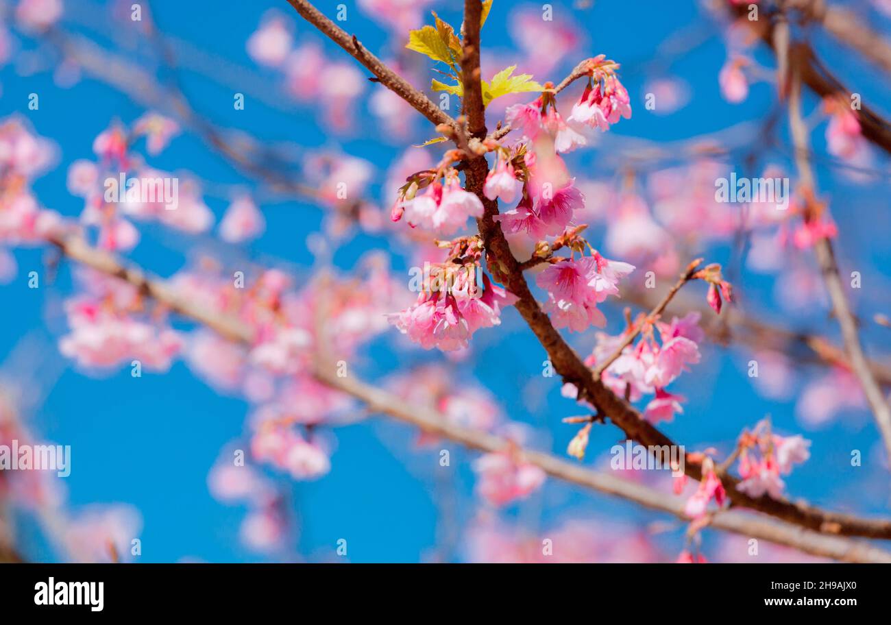 Rosa Kirschblüte Blume blüht auf Baum Zweig Stockfoto