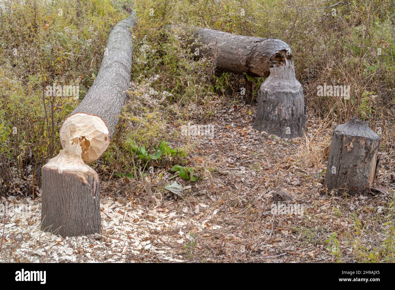 Silberahorn (Acer saccharinum) von Bibern gefällte Bäume (Castor canadensis), E Nordamerika, von Dominique Braud/Dembinsky Photo Assoc Stockfoto Silberahorn (Acer saccharinum) von Bibern gefällte Bäume (Castor canadensis), E Nordamerika, von Dominique Braud/Dembinsky Photo Assoc Stockfoto